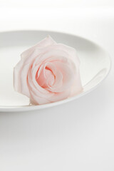 rose on plate