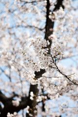 cherry blossoms in spring