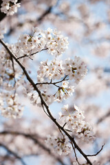 cherry blossoms in spring