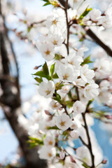 cherry blossoms in spring