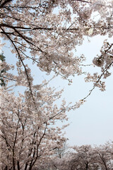 cherry blossoms in spring