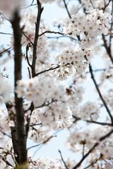 cherry blossoms in spring