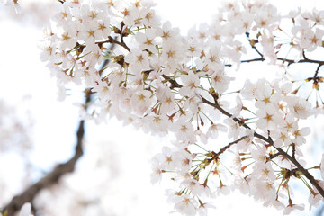 cherry blossoms in spring