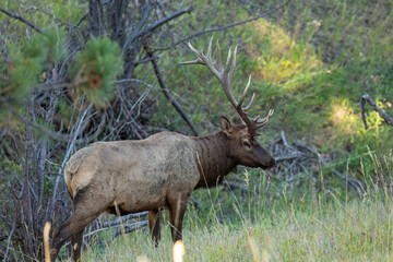 8x7 Rocky mountain bull (male) elk
