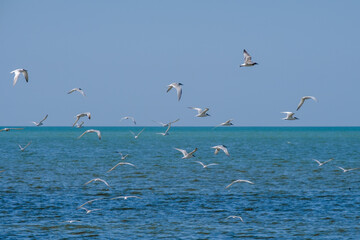 Fototapeta na wymiar A flock of seagulls flying in a cloudless sky over the surface of the blue sea. Free wild birds in their natural habitat on a sunny summer day.