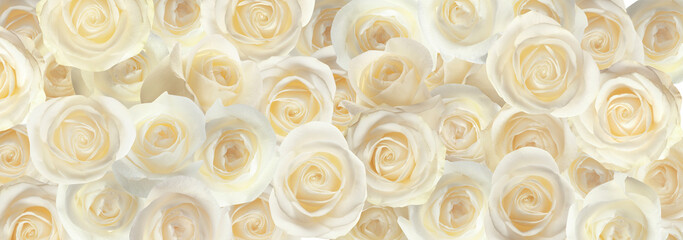 Many beautiful white roses as background, top view. Banner design