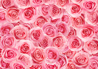 Many beautiful pink roses as background, top view