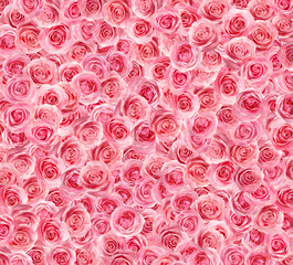 Many beautiful pink roses as background, top view