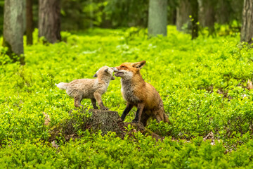 Cute Red Fox, Vulpes vulpes in fall forest. Beautiful animal in the nature habitat. Wildlife scene from the wild nature. Red fox running in orange autumn leaves