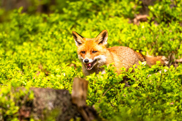 Cute Red Fox, Vulpes vulpes in fall forest. Beautiful animal in the nature habitat. Wildlife scene from the wild nature. Red fox running in orange autumn leaves