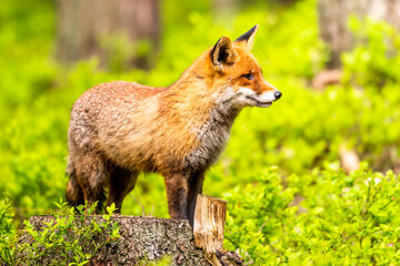 Cute Red Fox, Vulpes vulpes in fall forest. Beautiful animal in the nature habitat. Wildlife scene from the wild nature. Red fox running in orange autumn leaves