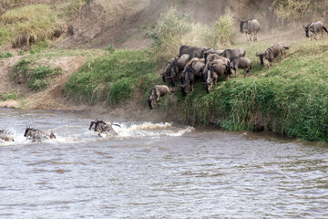 The Wildebeest migration on the banks of the Mara River. Every Year 1.5 million cross the Masai...
