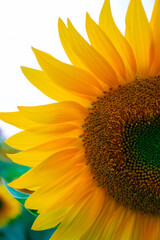 Fototapeta premium sunflower 