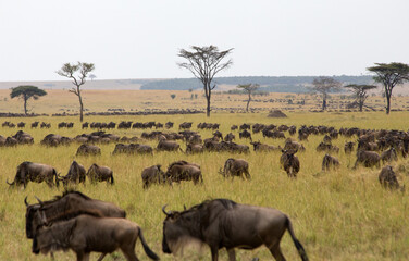 The Wildebeest migration on the banks of the Mara River. Every Year 1.5 million cross the Masai...