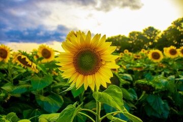 field of sunflowers