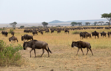Naklejka na ściany i meble The Wildebeest migration on the banks of the Mara River. Every Year 1.5 million cross the Masai Mara in Kenya to and from Tanzania. 
