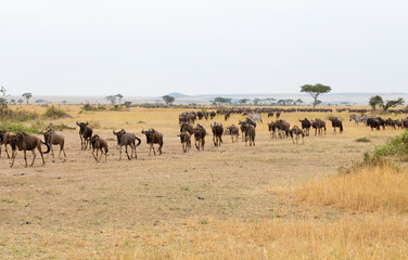 Fototapeta na wymiar The Wildebeest migration on the banks of the Mara River. Every Year 1.5 million cross the Masai Mara in Kenya to and from Tanzania. 