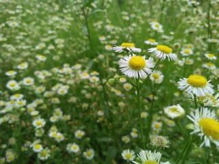 field of daisies