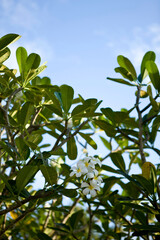 tropical plant in phuket, thailand