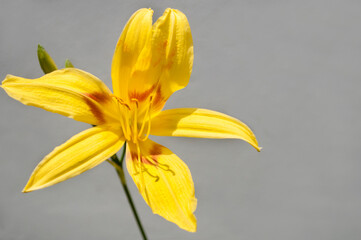 Obraz premium Bella flor de color amarillo dando un respiro a la ciudad.