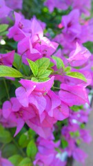 Closeup purple petals of bougainvillea flowers  plants in garden with green blurred background ,macro image ,sweet color