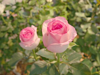pink roses in garden with blurred background ,macro image ,sweet color for card design