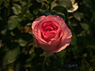 pink roses in garden with blurred background ,macro image ,sweet color for card design	
