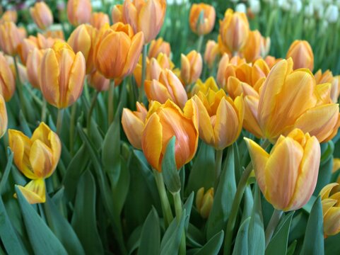 field of yellow tulips in garden with blurred background ,macro image ,sweet color for card design