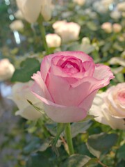 closeup pink roses in garden with blurred background ,macro image ,sweet color for card design	