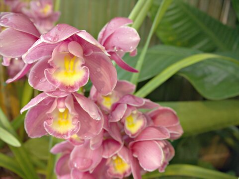 closeup pink Cymbidium beach , cindy -cymbidium orchid flower in garden with blurred background ,macro image ,sweet color for card design	