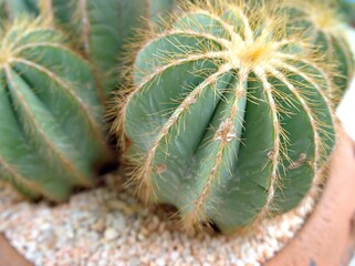 Closeup macro cactus Uebelmannia pectinifera, parodia magnifica desert plants in pot for background