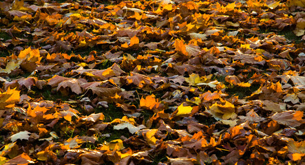 Autumn leaves on the ground. Fall background concept. Maple, red, yellow foliage.