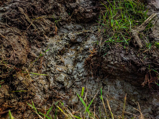 This is the extreme detail muddy soil close-up shot in the paddy field in a winter morning.