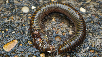 Millipede died on old cement floor and wet with rain.