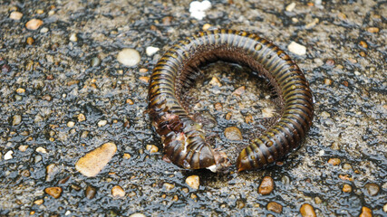 Millipede died on old cement floor and wet with rain.