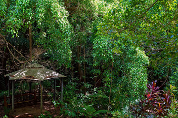 An Overgrown Country Garden