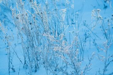 frozen grass close-up. the frost on the plants. winter landscape: the snow on the nature. Fog background, Wild flowers and dry grass covered with snow