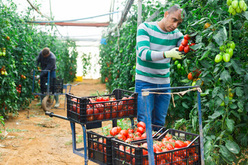 Positive indian man harvesting ripe red tomatoes in a greenhouse