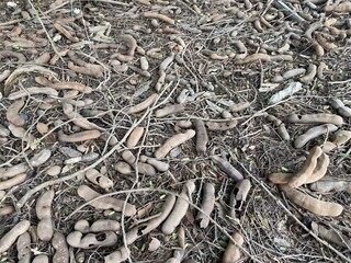 dry tamarind on the ground