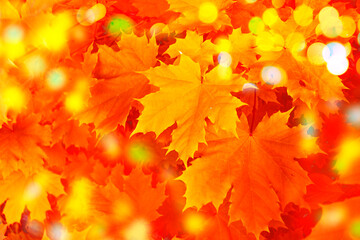 autumn landscape with bright colorful foliage. Indian summer.