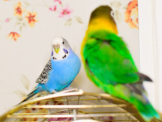 two small multicolored pet parrots sit on a cage. parrots have blue and green plumage. Pets. pet parrot