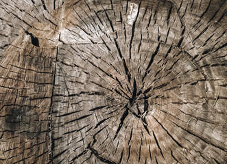Fototapeta premium Dark gray stump of an old tree close-up. Cracked oak texture, natural background, grunge, vintage.