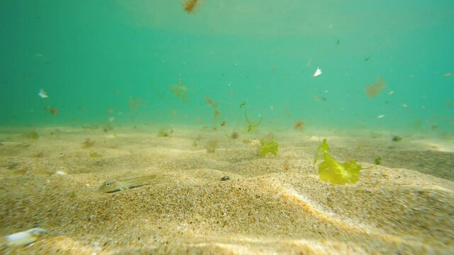 Underwater sea view and small swimming fishes around crab