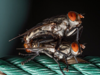 Macro Photo of Housefly Mating on Nylon Rope Isolated on Background