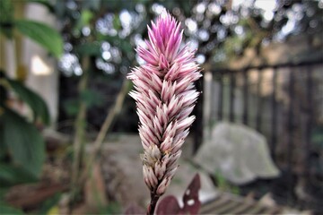 pink and yellow flowers
