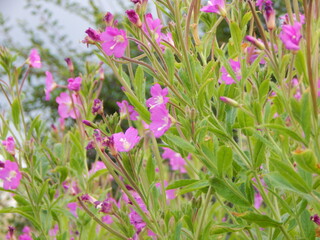 flowers in the grass