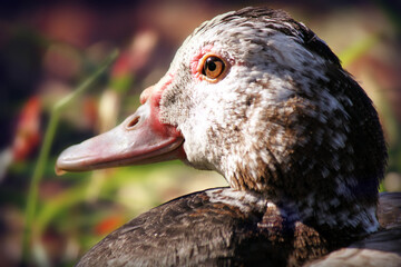 close up of a duck