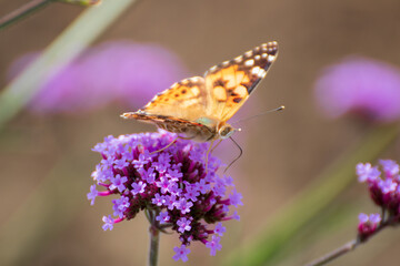 Close up of a beautiful butterfly on a flower in the garden at summer time