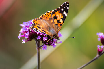 Close up of a beautiful butterfly on a flower in the garden at summer time