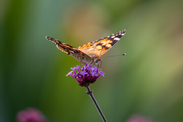 Close up of a beautiful butterfly on a flower in the garden at summer time